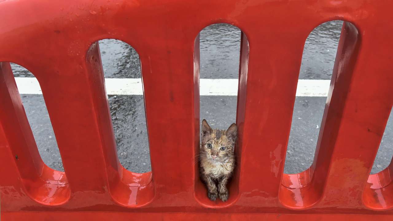 Temporary shelter