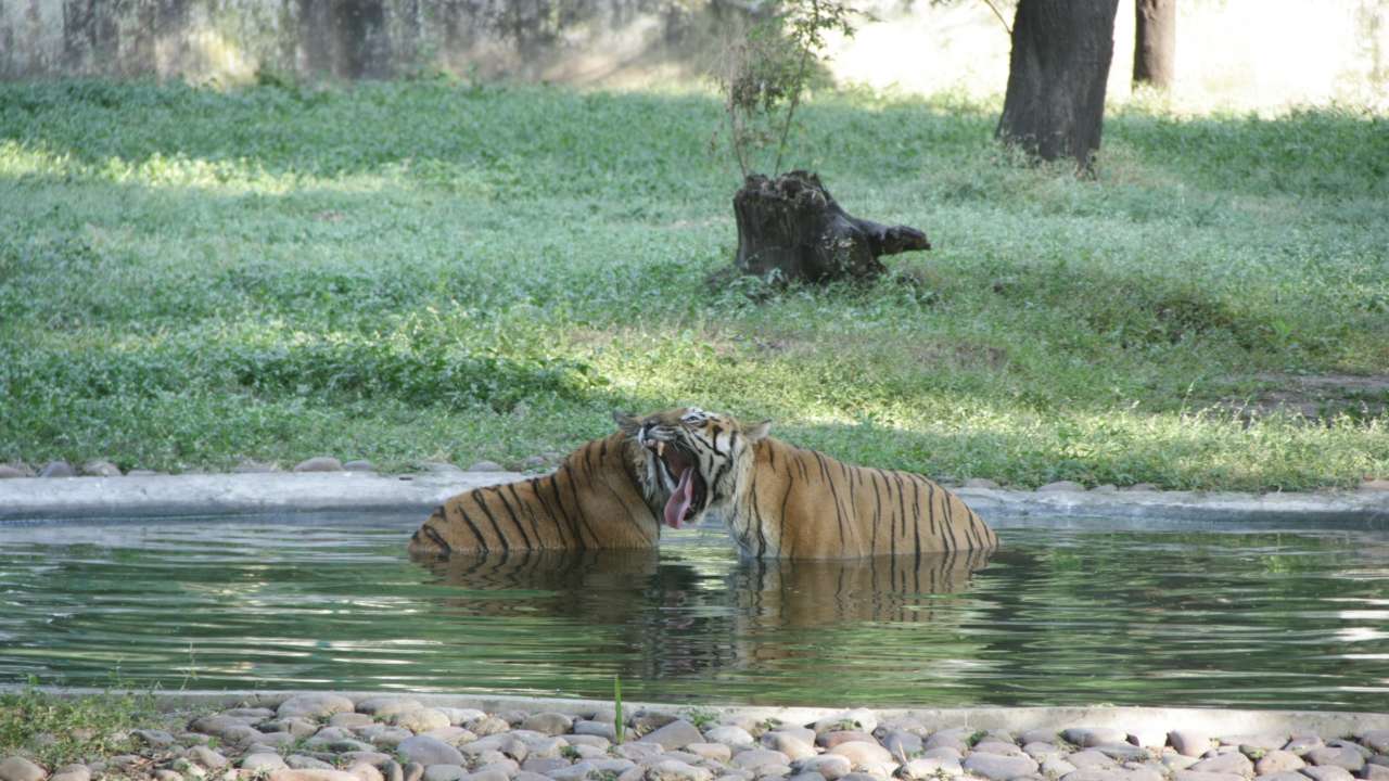 Tigers in a pond at Kamala Nehru Zoo, Indore