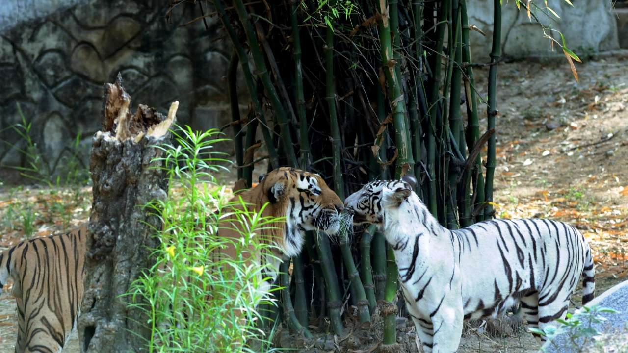 Tigers in Delhi Zoo