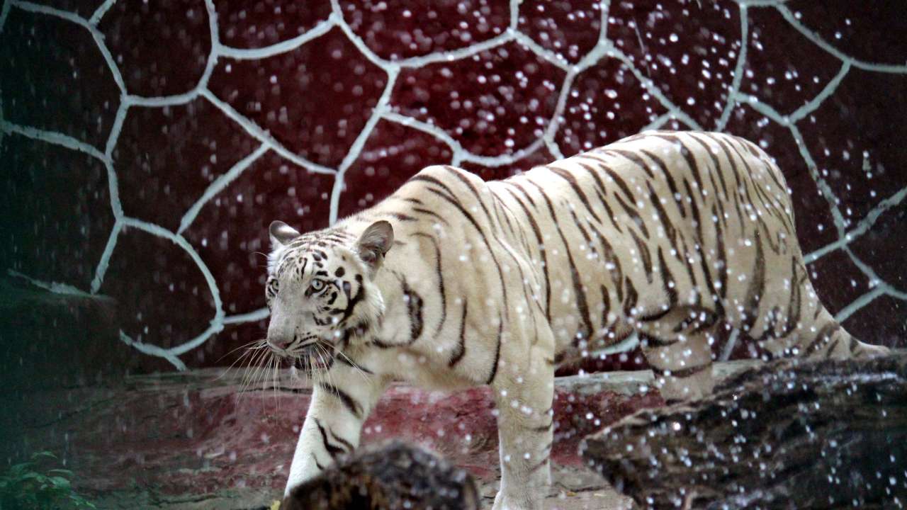Tiger in Ahmedabad Zoo