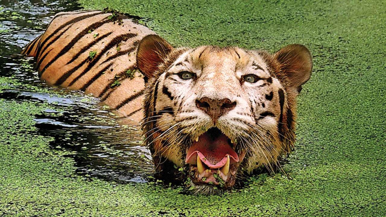 White tiger at Alipore Zoological Garden in Kolkata
