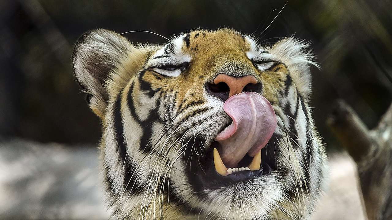 Royal Bengal Tiger at Vandalur Zoo near Chennai