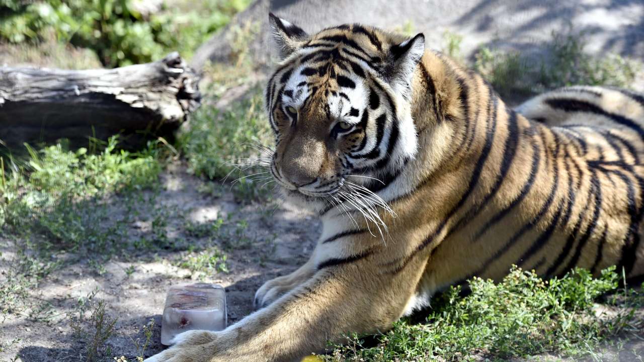 An amur tiger at Korkeasaari Zoo in Helsinki, Finland