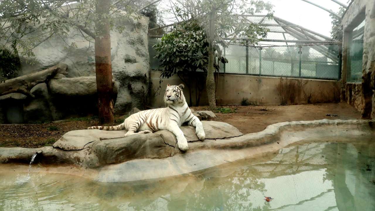 White Bengal tiger at Huachipa zoo in Lima