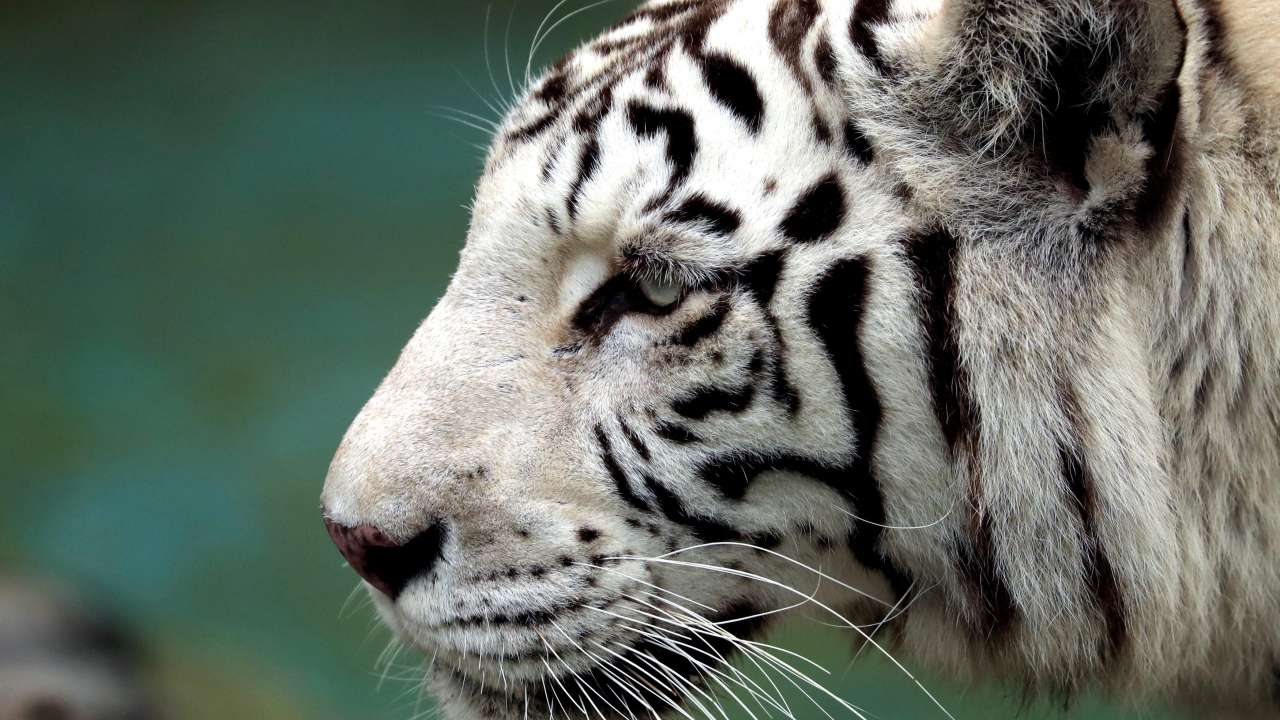 White Bengal tiger at Huachipa zoo in Lima