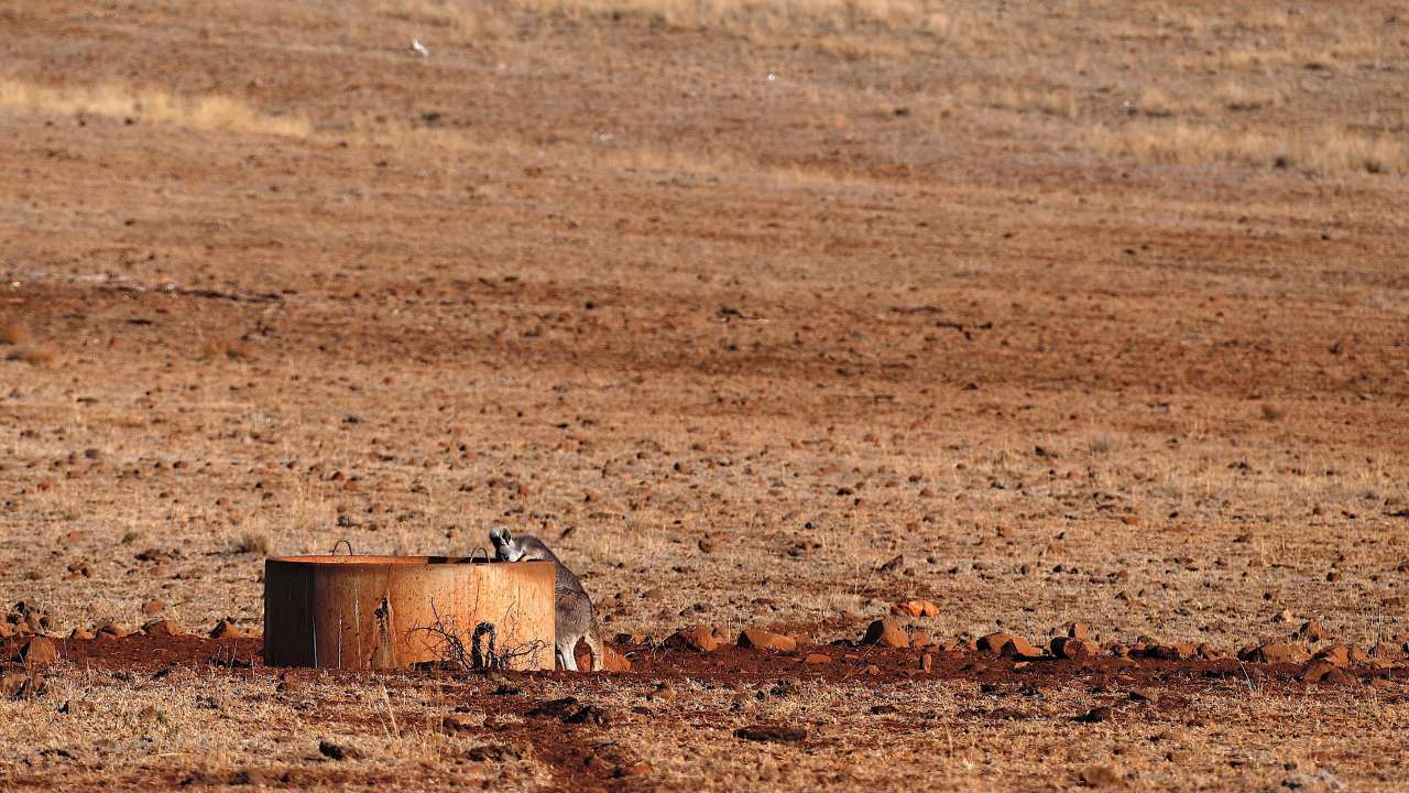 Kangaroo drinks from a water tank