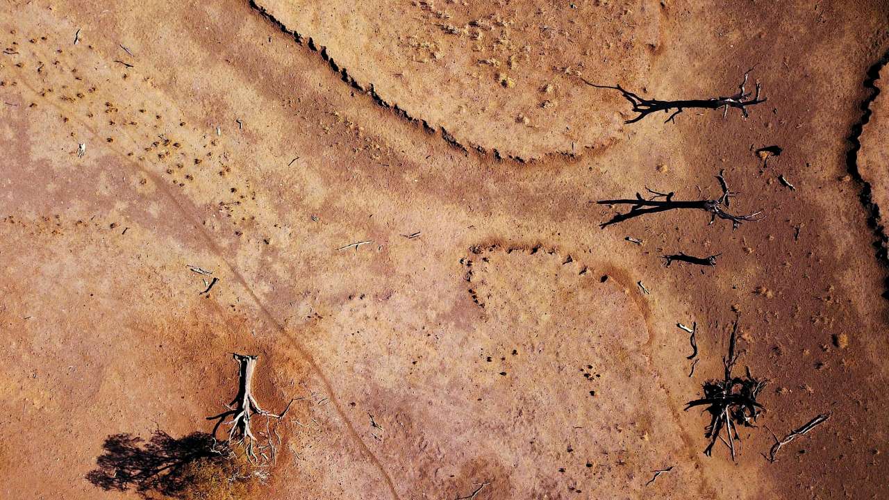 Dead trees in drought-effected paddock