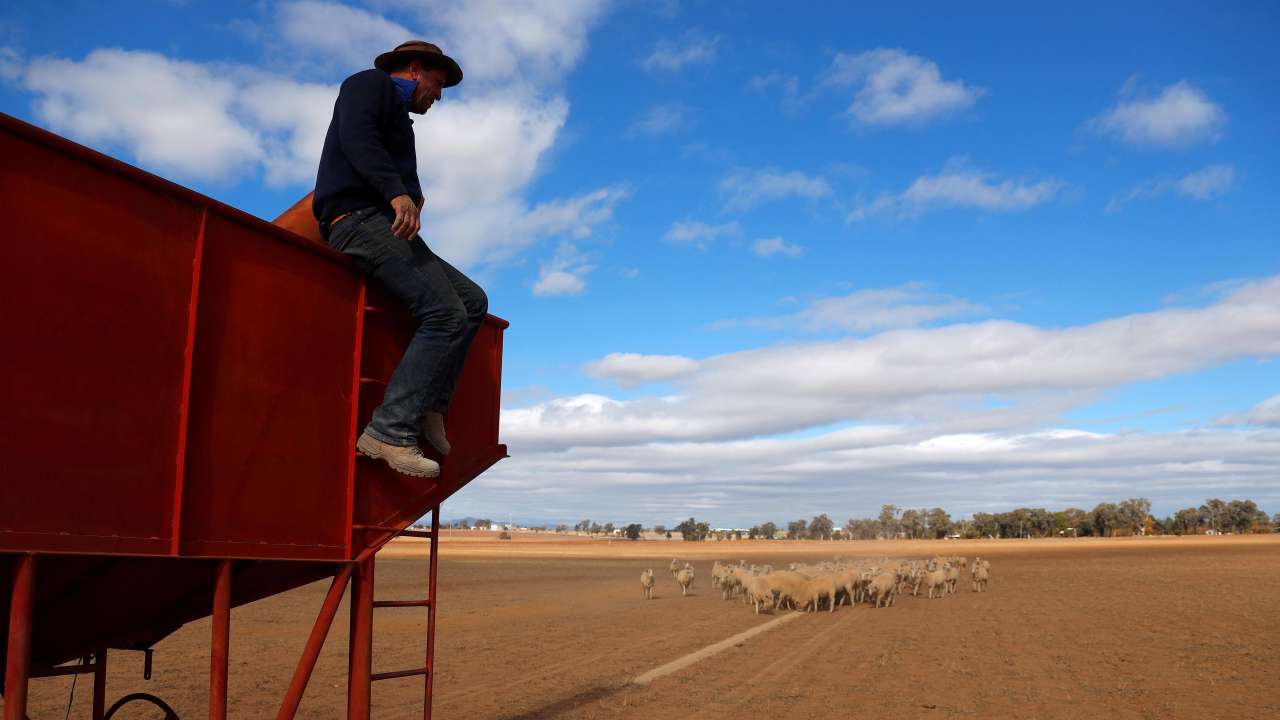 Sheep eat grain as a feeder on outskirts of Tamworth