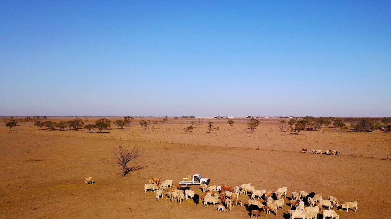 Farmer feeds her remaining cattle on her drought-effected property