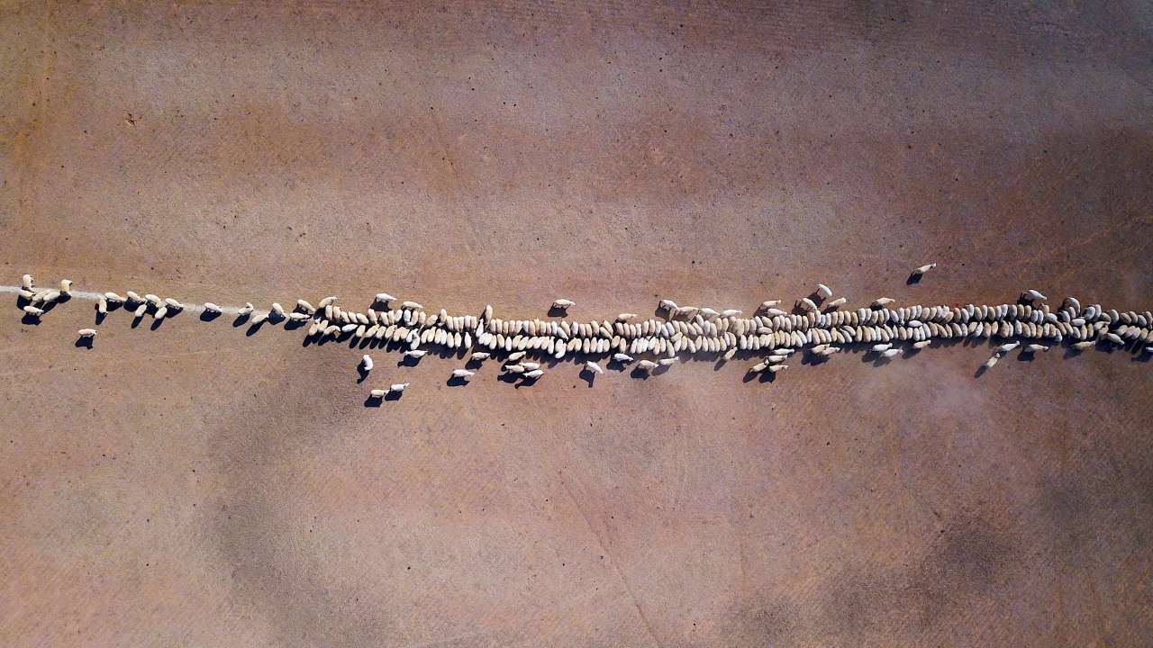 Sheeps eat grain dropped in dry area