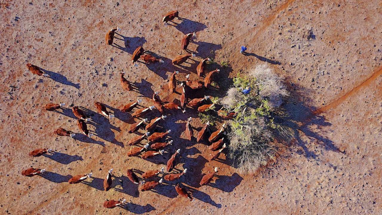 Farmer stands atop a tree as he cuts off branches to feed his cattle