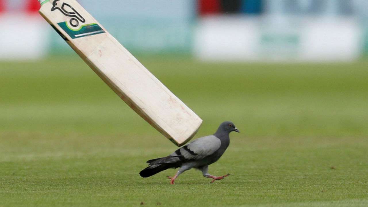 Pigeon pauses play during Edgbaston test