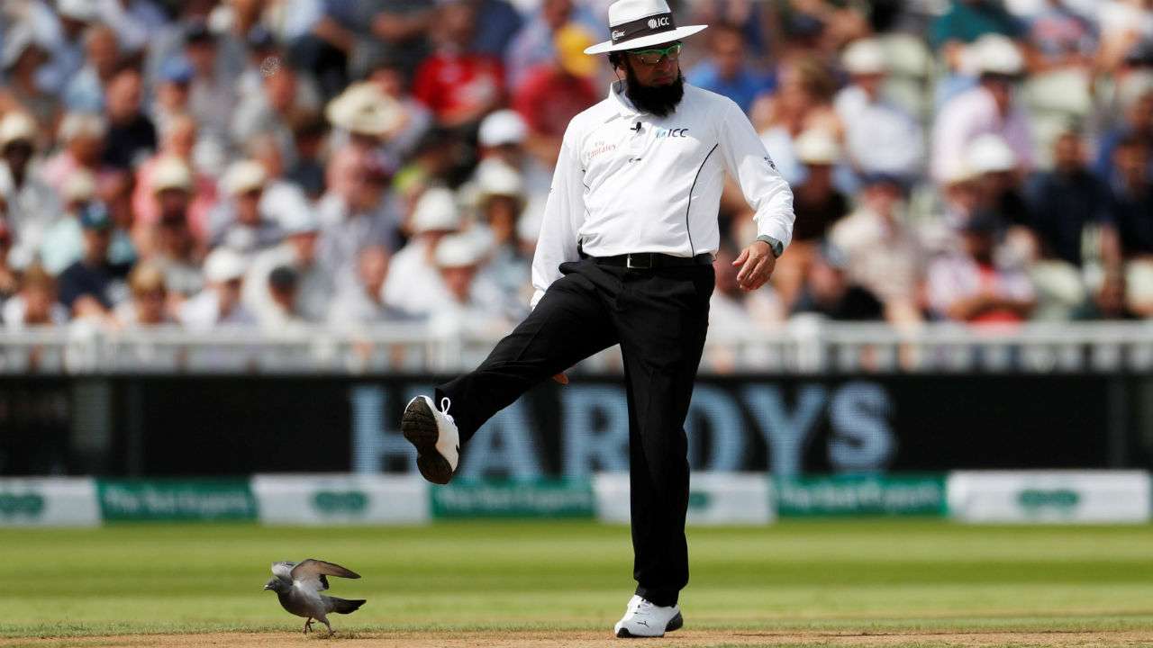 Pigeon pauses play during Edgbaston test