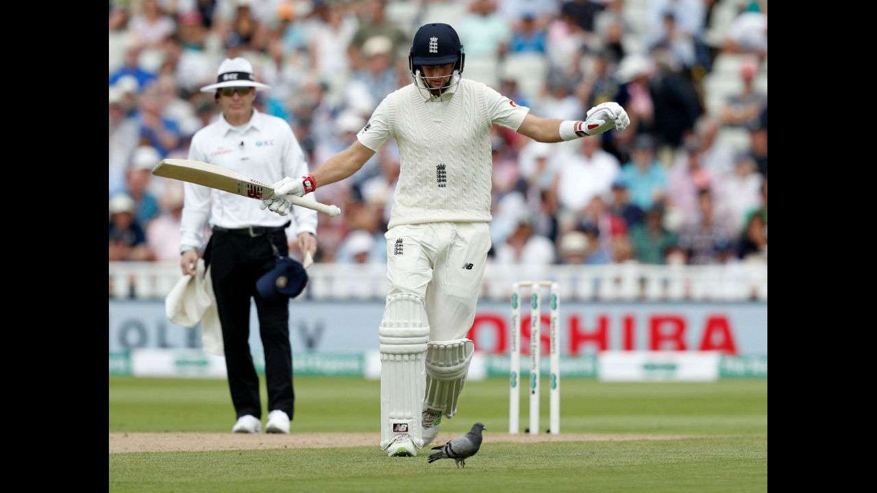 Pigeon pauses play during Edgbaston test