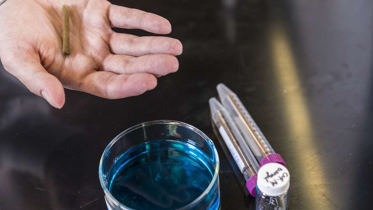 Discovered: This novel sponge-like material will remove harmful dyes ...