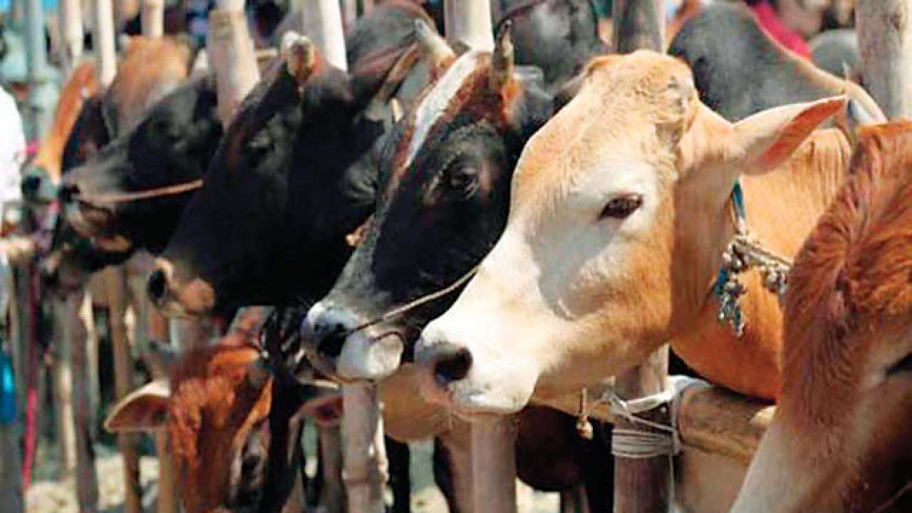 Man arrested for 'raping' cow in Madhya Pradesh, relatives say he is ...