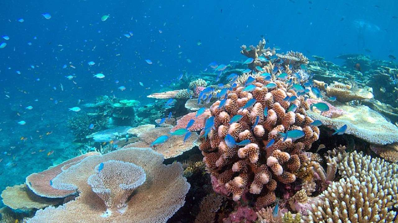 Scientists say there may be hope for marine reefs to survive modern-day ...