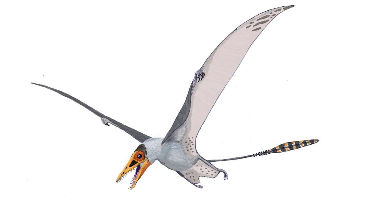 Pterodactyls took millions of years to become deadly masters of