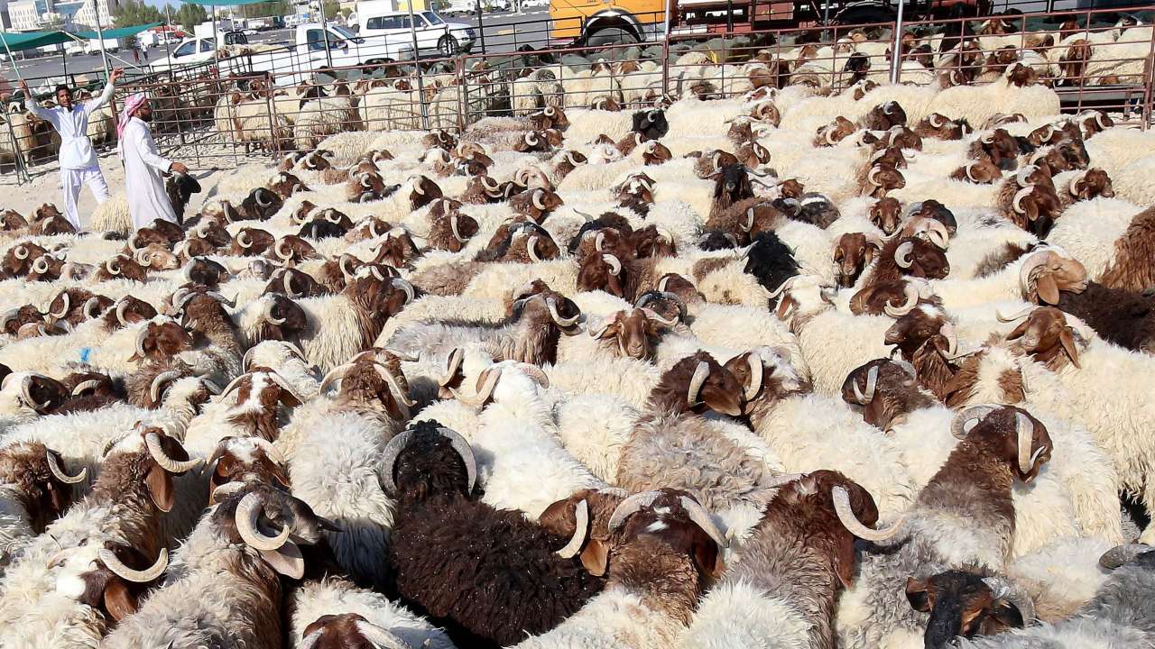 Shepherds prepare for Eid al-Adha or the "Feast of Sacrifice"