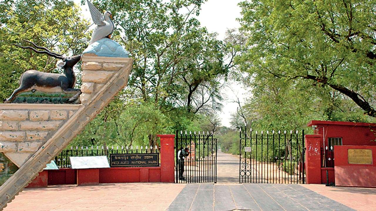 Rajasthan: Downpour of relief at Keoladeo National Park in Bharatpur