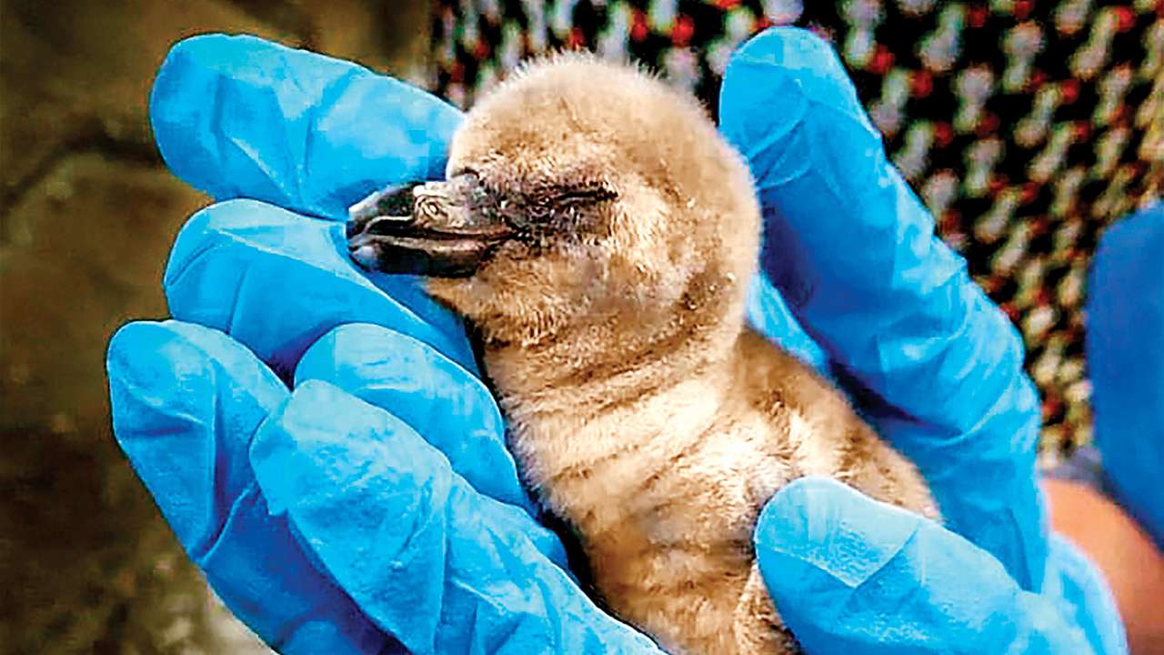 7 days on, India's 1st penguin chick dies at Mumbai Zoo