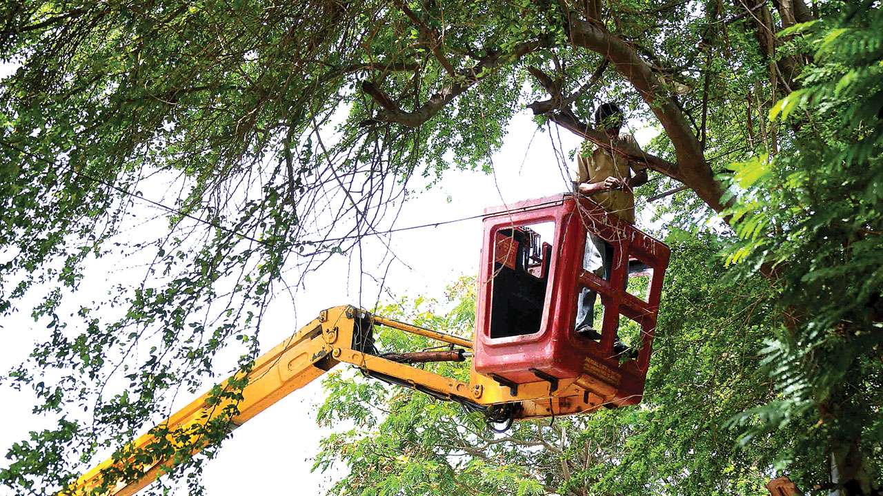 Ay High Court Tells Bmc To Submit Pics Of Trees Replanted In Ay High Court Tells Bmc To Submit Pics Of Trees Replanted In Place The Ones Cut Down
