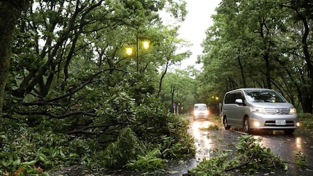 Vehicles drive past fallen trees