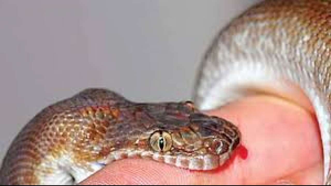 IIT-Delhi students develop cheaper drug for curing snake bites