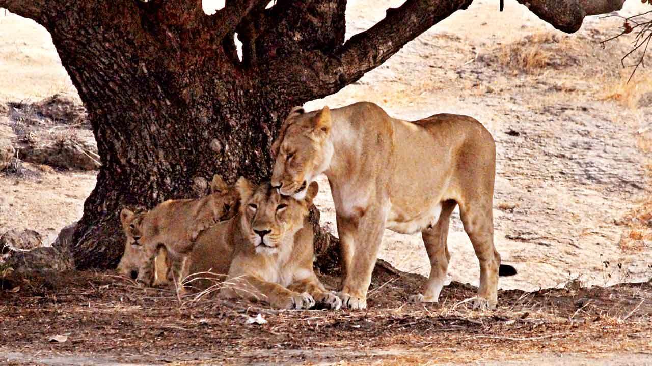 Rescue Big Cats: Gujarat Forest department forms 64 teams to screen ...