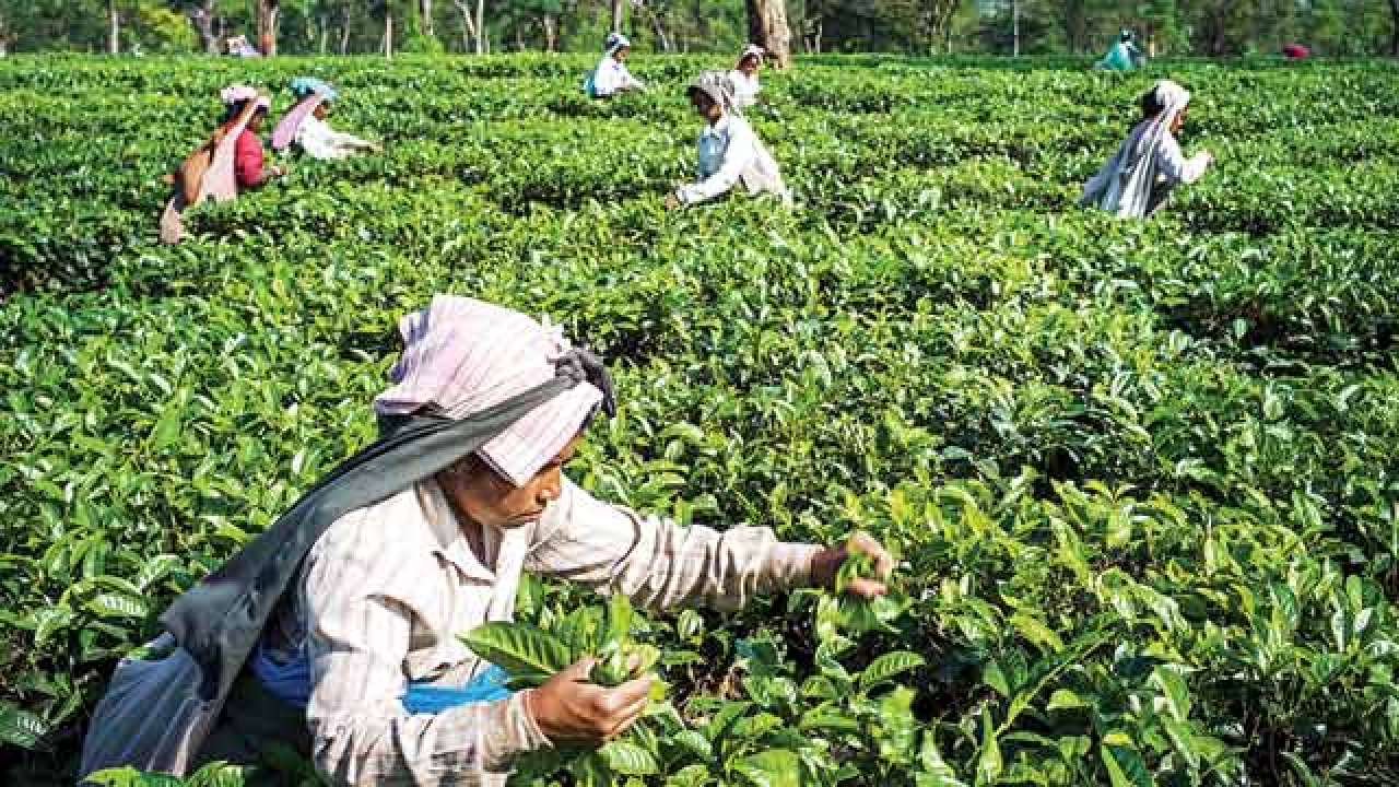 McLeod Russel to sell six more tea estates for Rs 232 cr