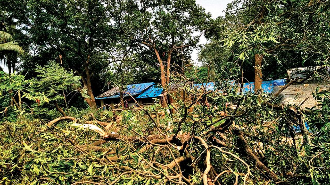 Tree Felling Tree Felling