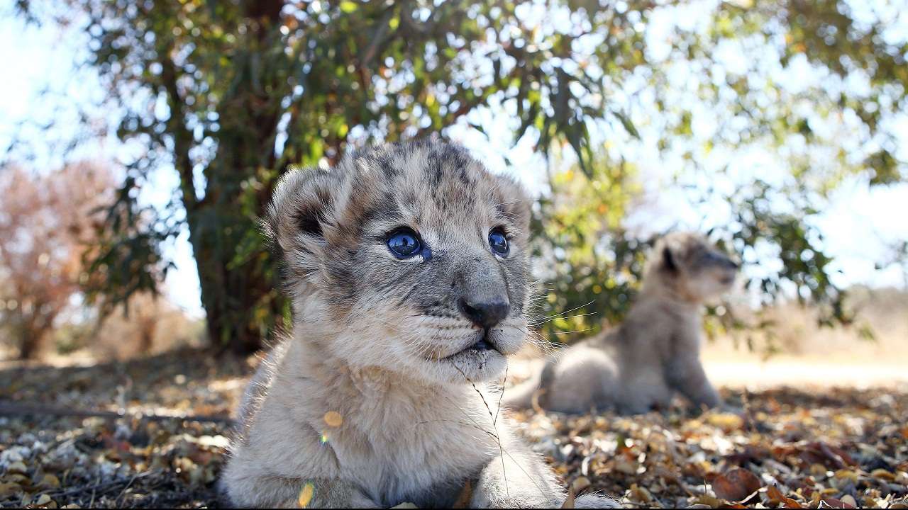 lion cubs lion cubs