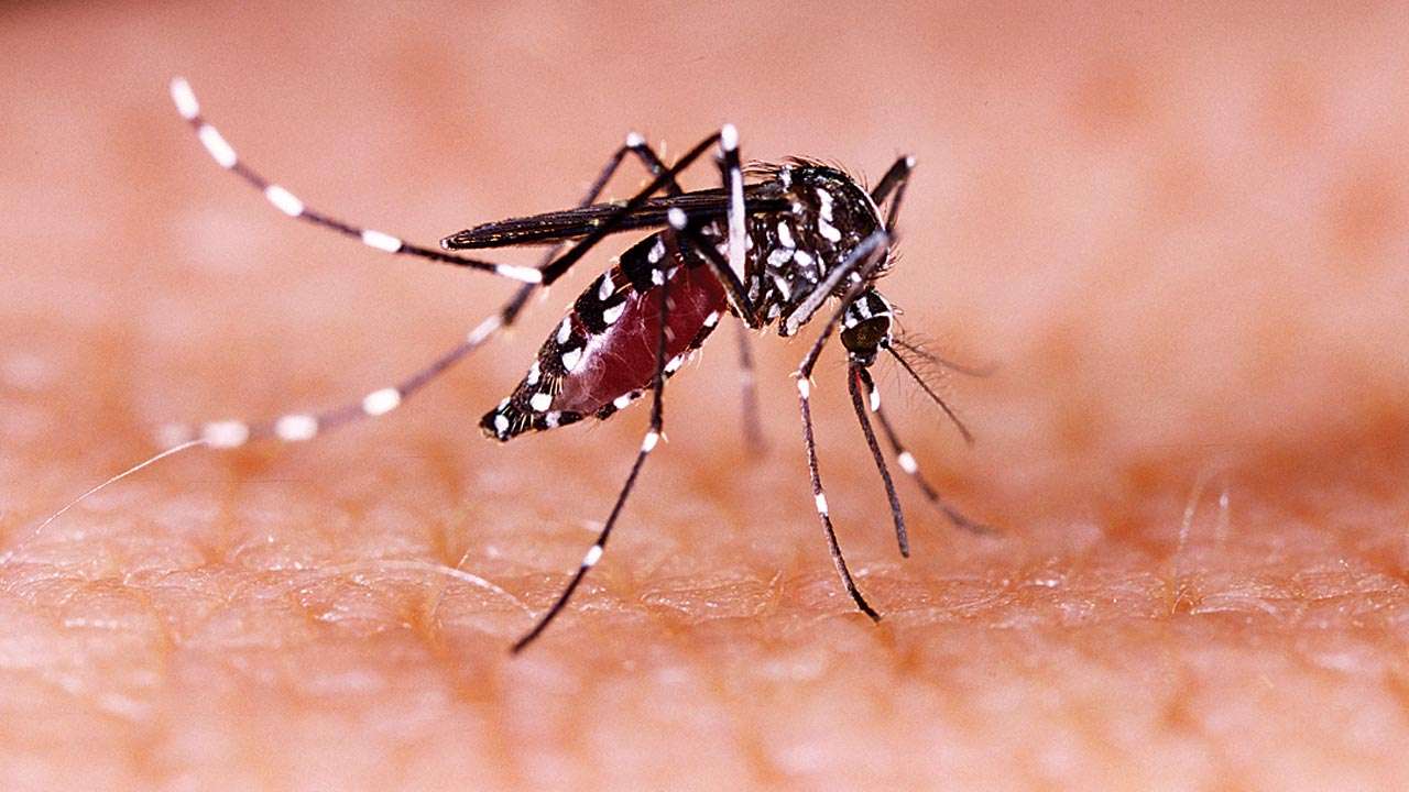 Zika virus Zika virus