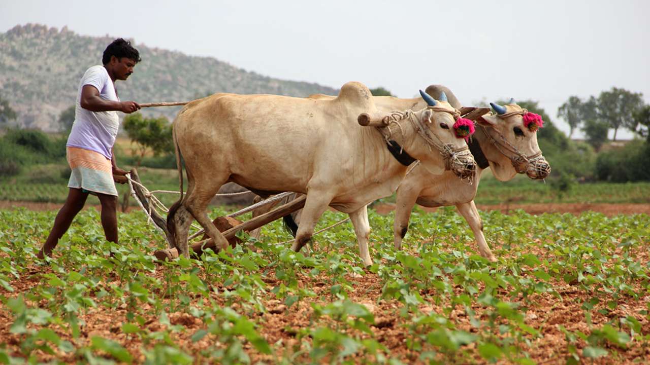 Farmer Farmer