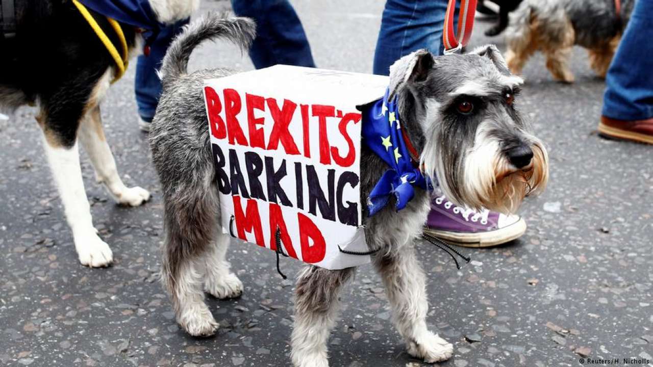 Brexit's Barking Mad Hundreds of dogs hound Theresa May for
