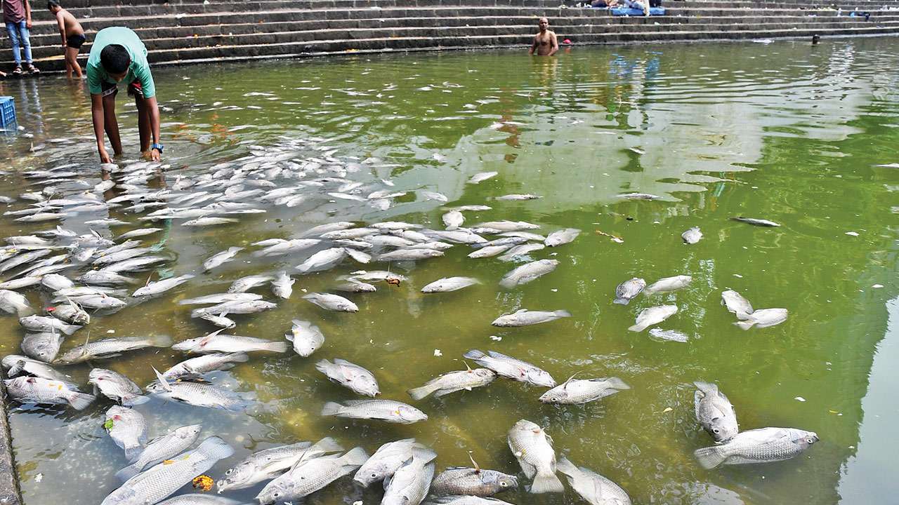 Maharashtra After Holy Rituals Fish Die At Banganga Tank At Walkeshwar Floatation and lucia light experience at 1000 petals mumbai. at banganga tank at walkeshwar