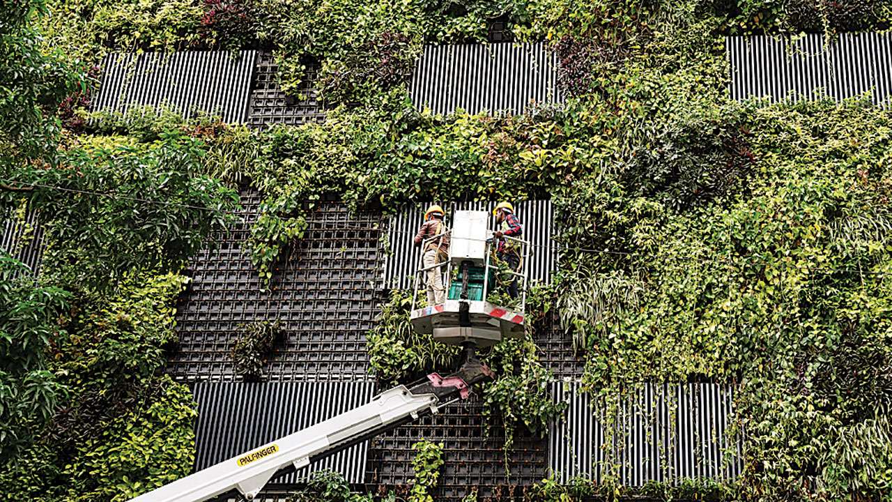 Tree Trimming
