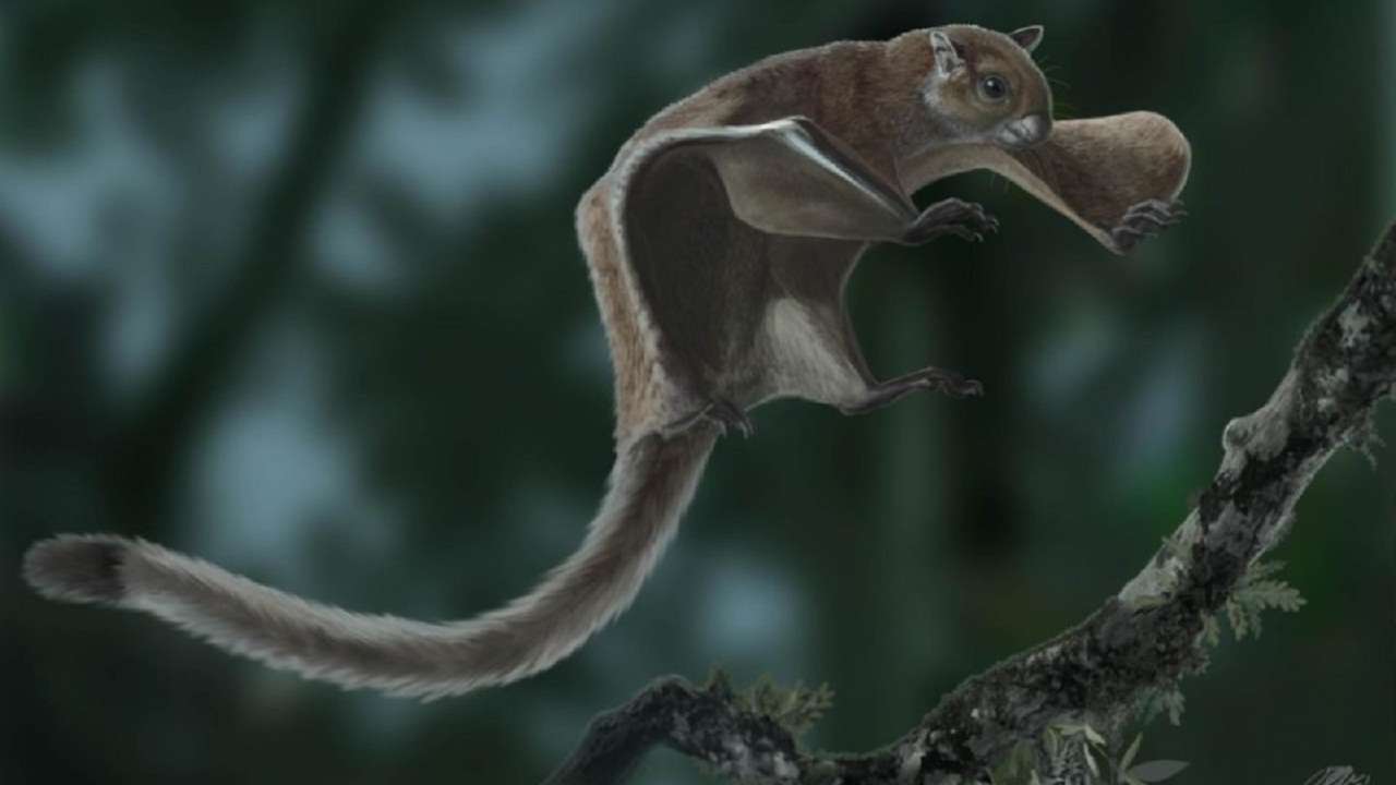 squirrel 
