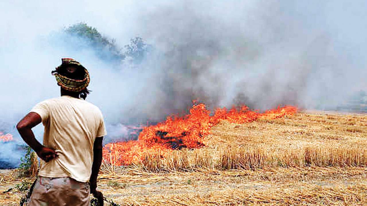 Stubble burning