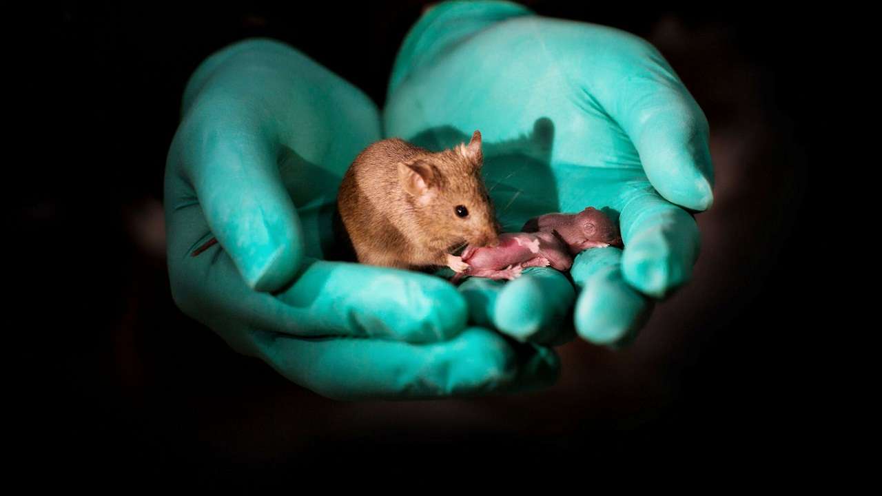 mammal 