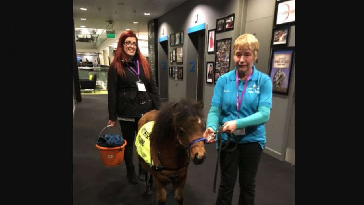 Digby, the miniature guide horse Digby, the miniature guide horse