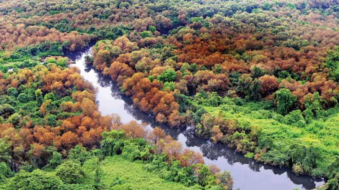 Mangrove