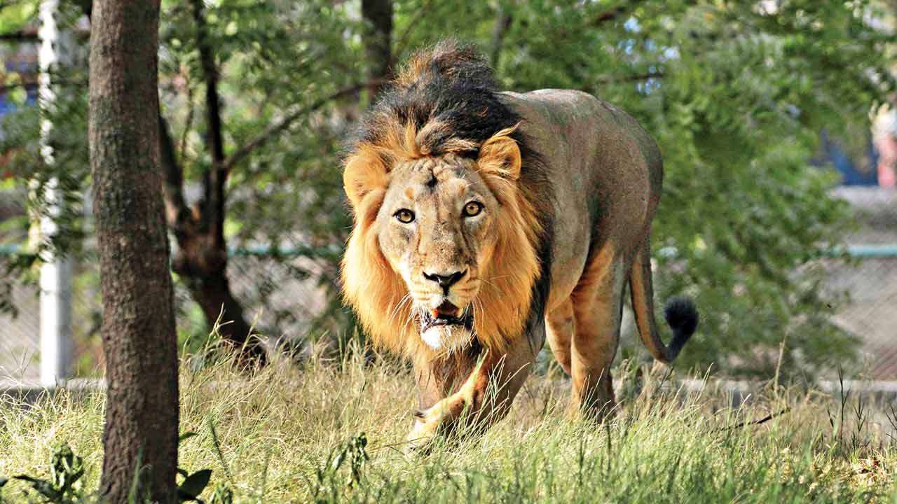 Lion