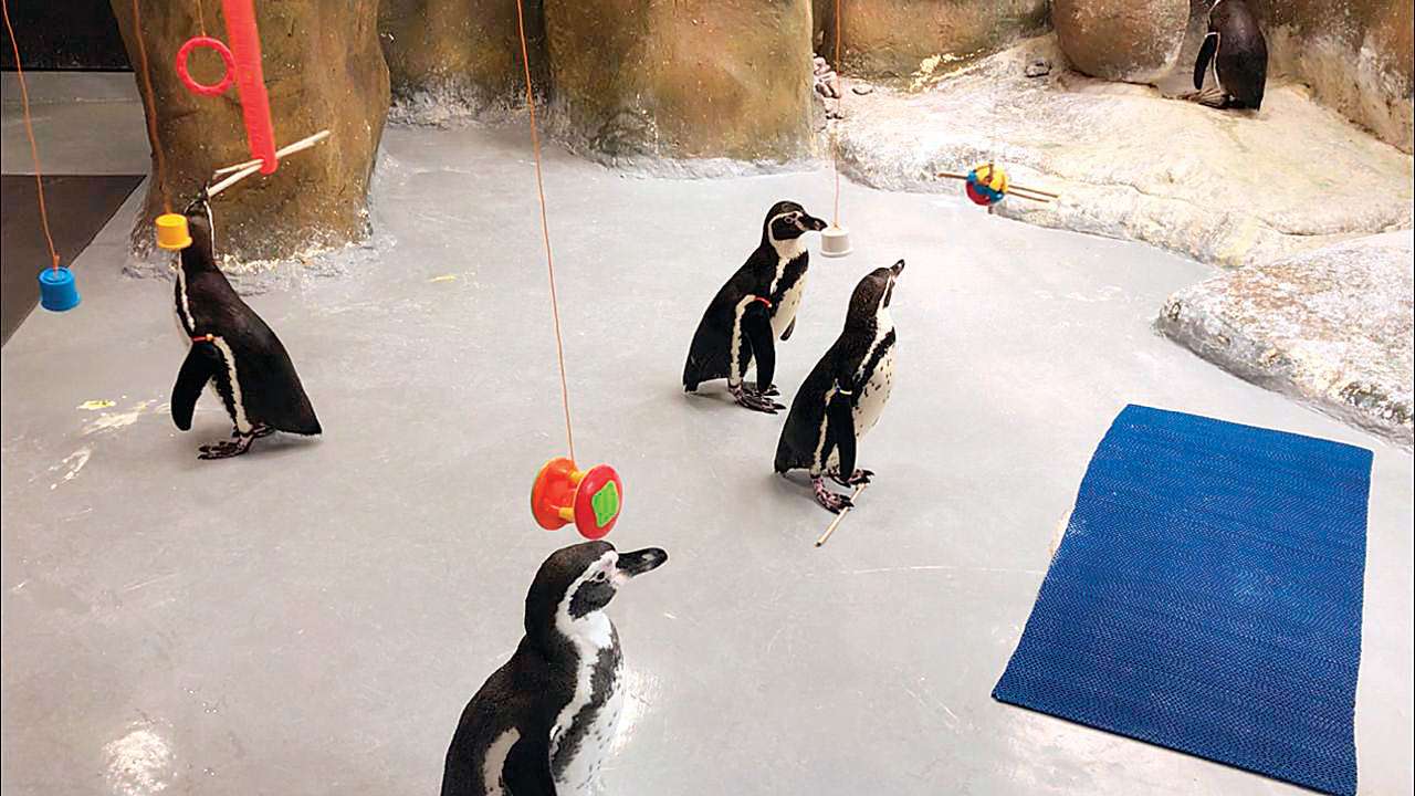 flip a zoo penguin