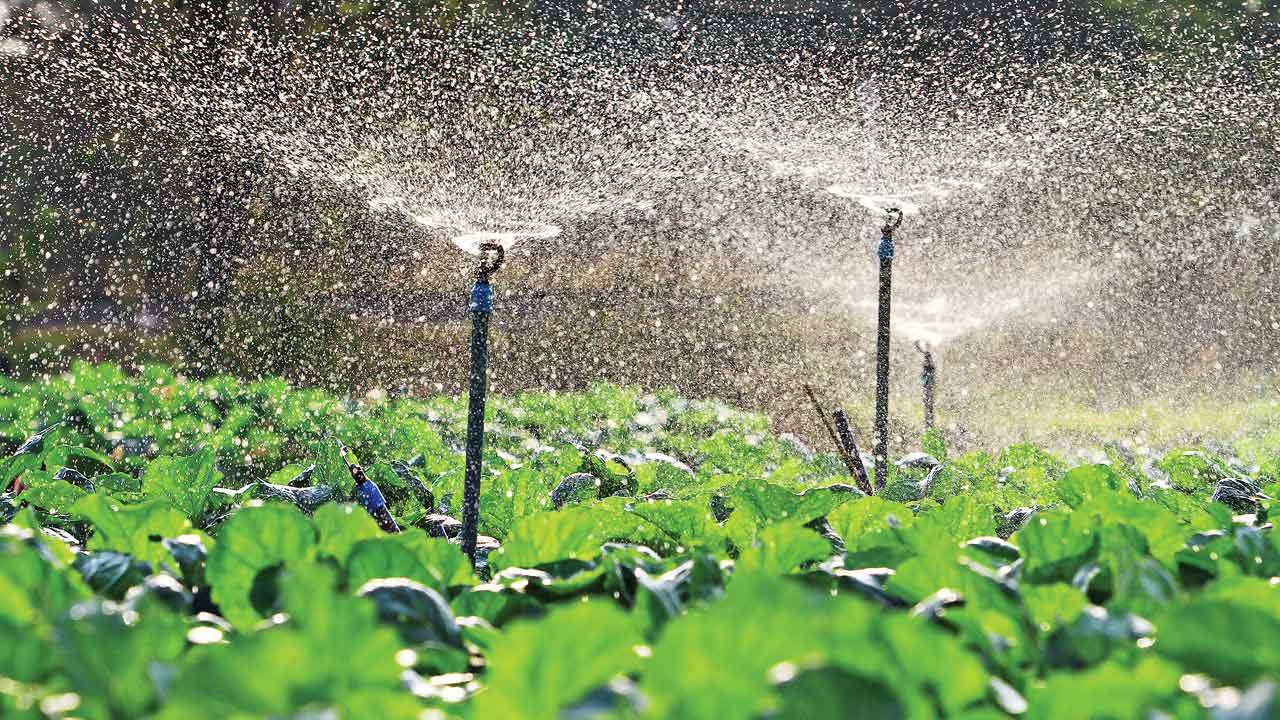 Drip irrigation can raise foodgrain output 40