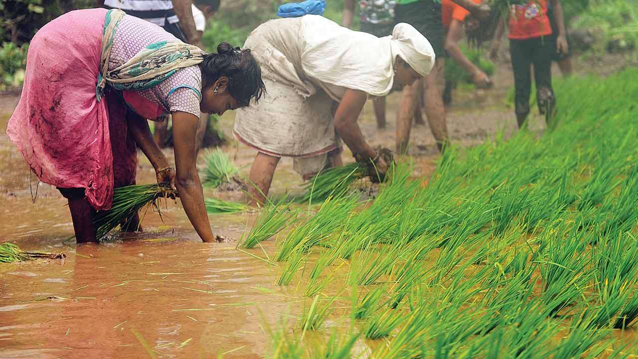 Gujarat: Women&#39;s role in agriculture higher than men, but income still on decline