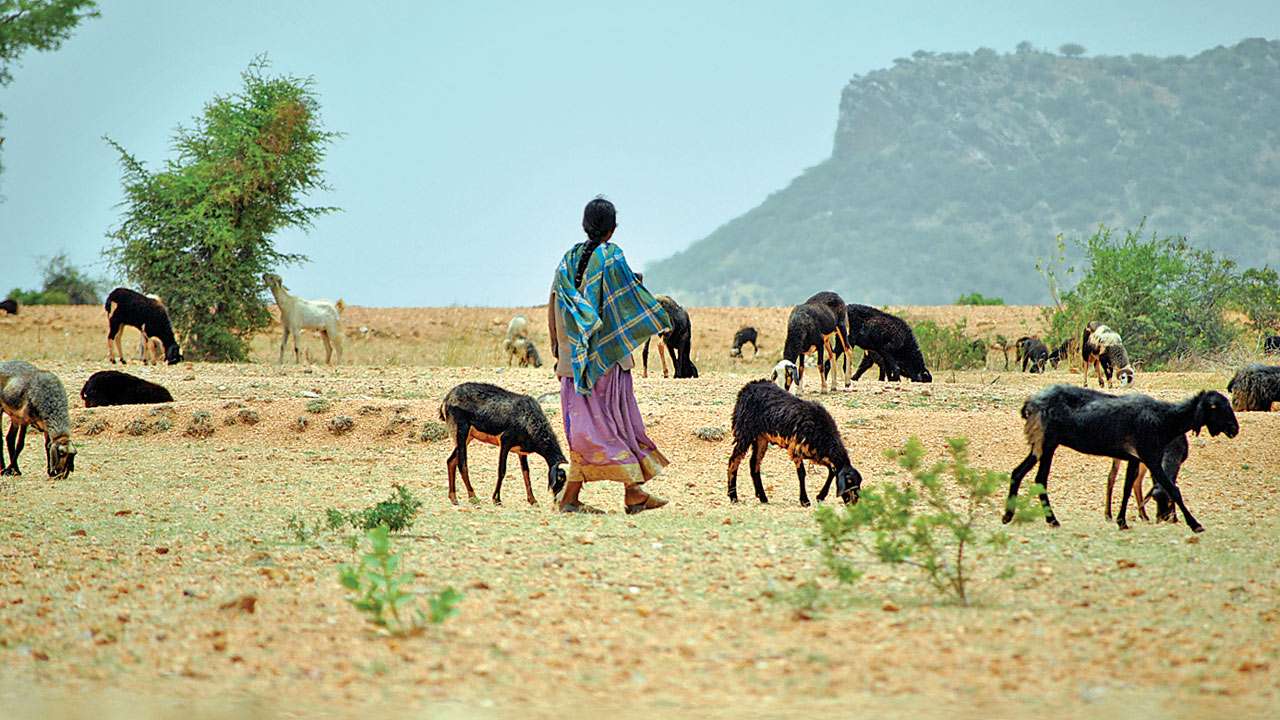 Maharashtra government to give free seeds for fodder