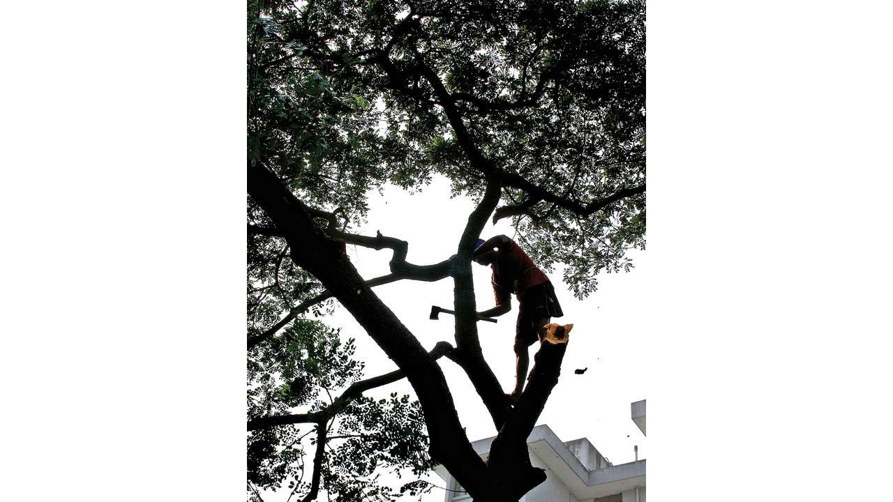 Tree Cutting