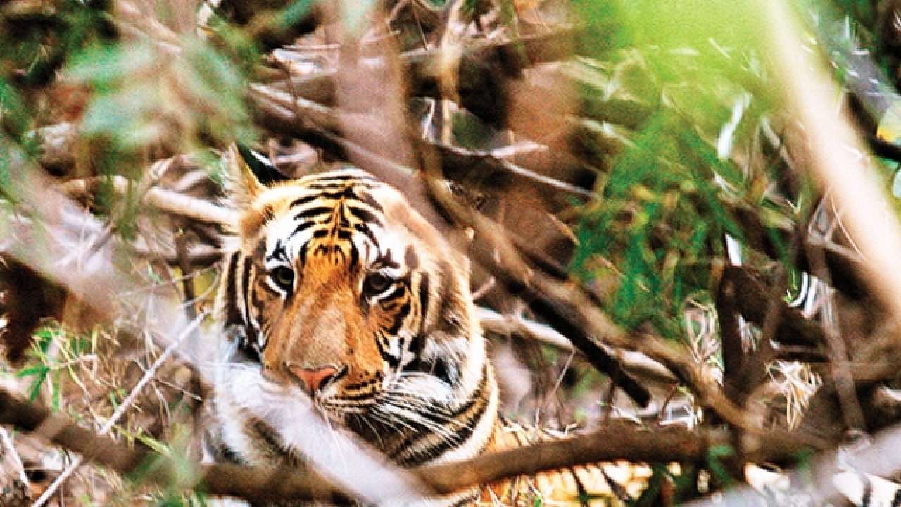 tiger