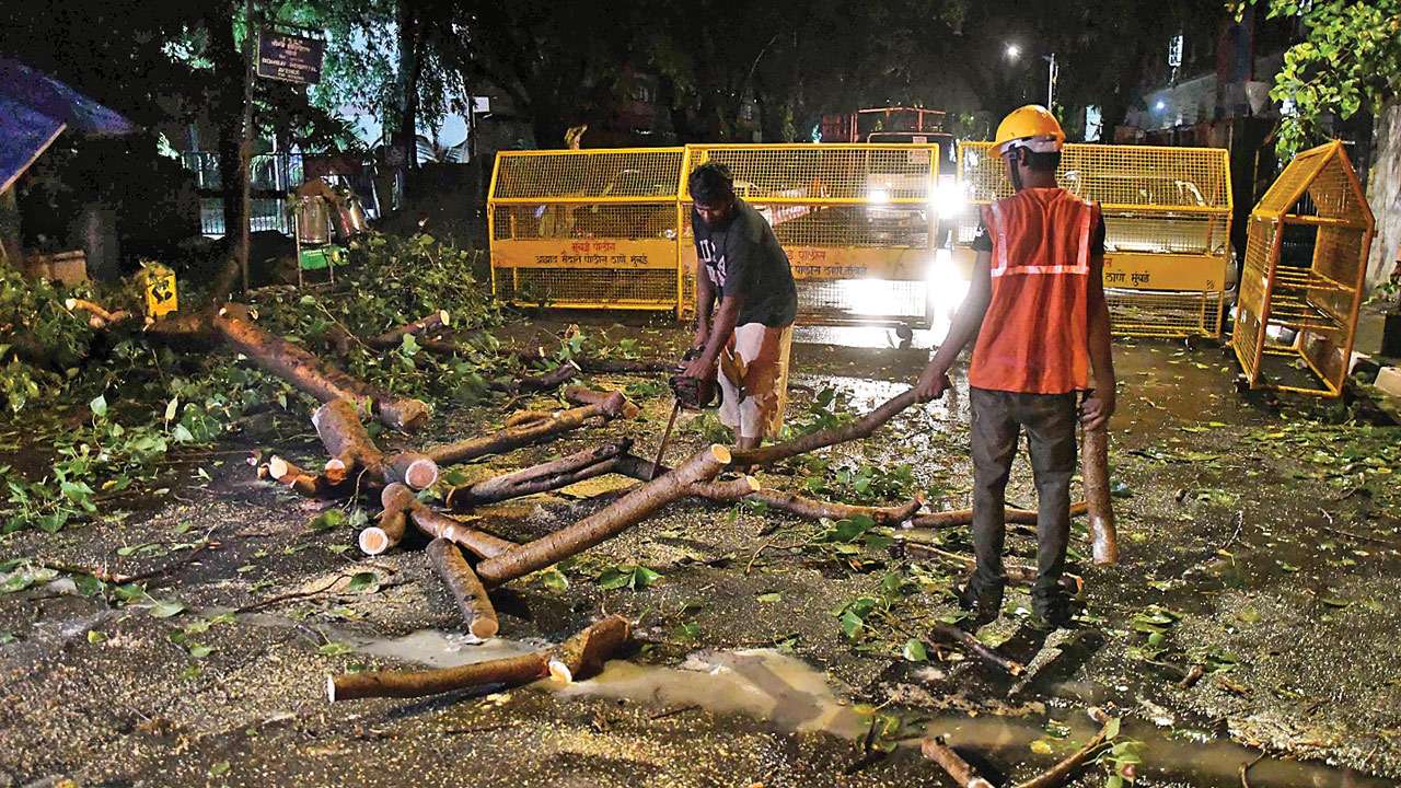 Tree Cutting